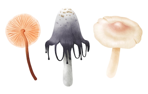 Vetor grátis coleção estilo aquarela de ilustração de cogumelos