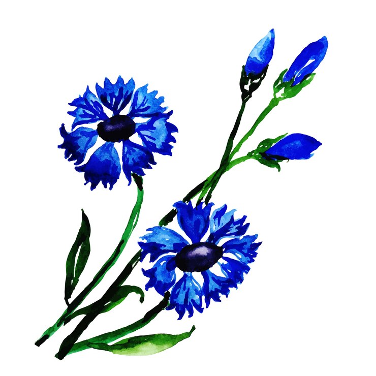 Vetor grátis coleção floral da primavera da aguarela