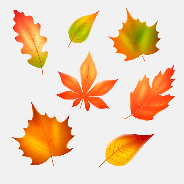 Coleção realista de folhas de outono