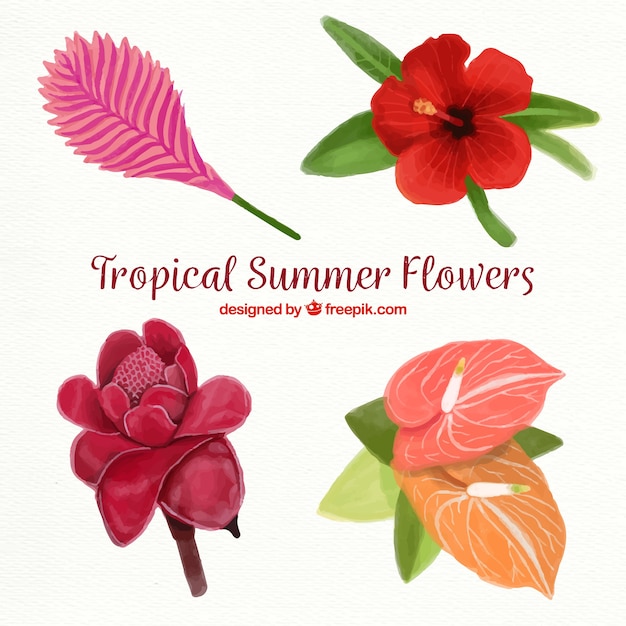 Coleção tropical com flores em cores quentes