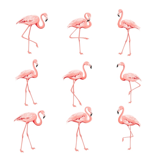 Vetor grátis coleção tropical de flamingos rosa