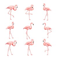Coleção tropical de flamingos rosa