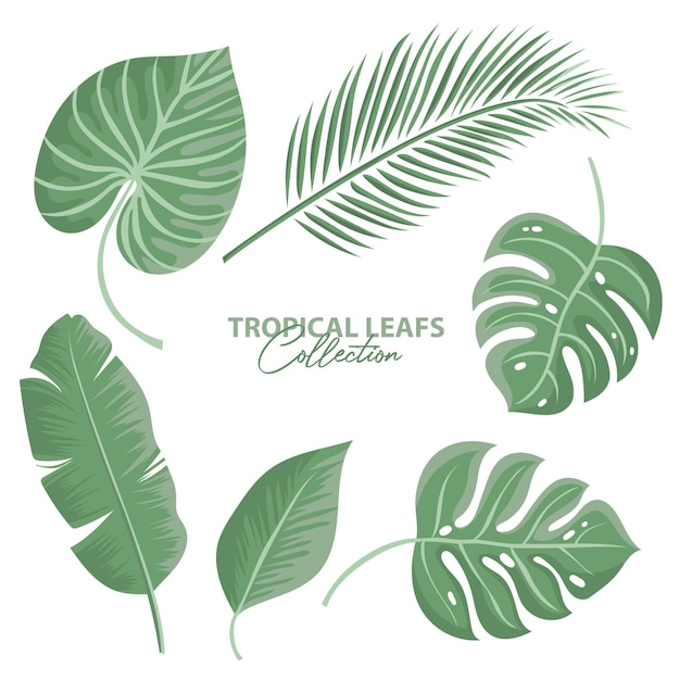 Coleção tropical leafs isolada