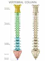 Vetor grátis coluna vertebral.