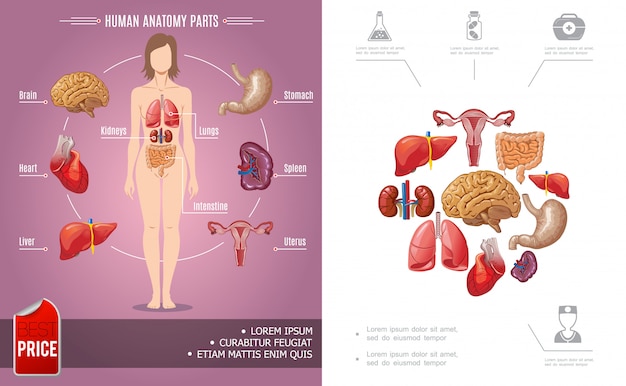Composição colorida de anatomia humana dos desenhos animados com partes do corpo de mulher e ícones médicos