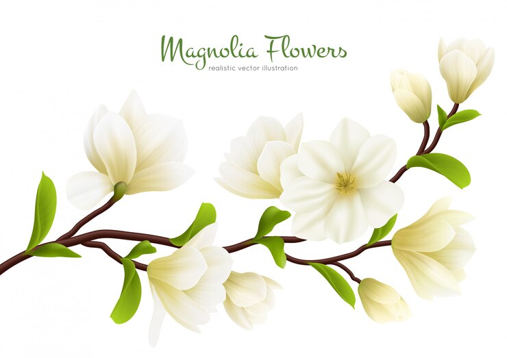 Vetor grátis composição de flores coloridas magnólia branca realista com descrição de caligrafia verde