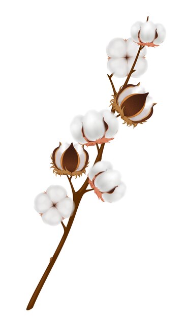 Composição de ramo de flor de algodão colorido e realista com colheita amadurecida no galho marrom