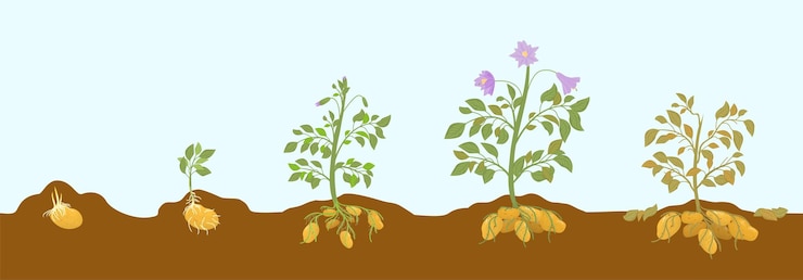Vetor grátis composição horizontal de estágios de crescimento plano de batata com vista lateral de plantas de batatas crescendo a partir da ilustração vetorial do solo