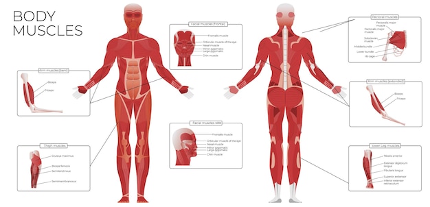 Composição infográfica plana de anatomia muscular com vistas dianteiras e traseiras do corpo humano com ilustrações vetoriais de legendas de texto
