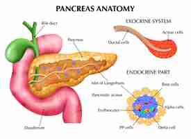 Vetor grátis composição médica realista da anatomia do pâncreas com legendas de texto editáveis apontando para partes coloridas de ilustração vetorial de órgãos internos