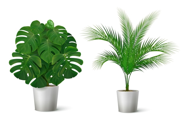 Vetor grátis composição realista com ilustração de plantas tropicais em vasos