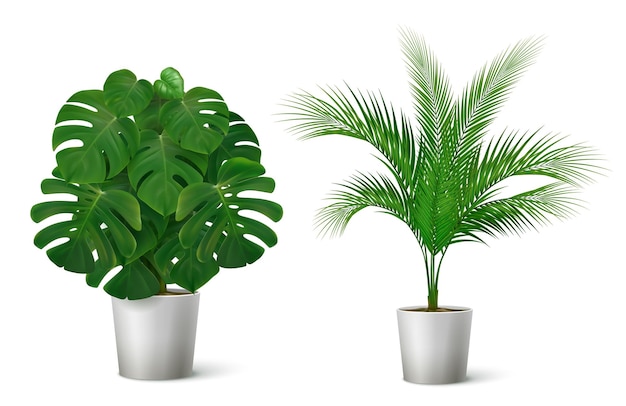 Composição realista com ilustração de plantas tropicais em vasos
