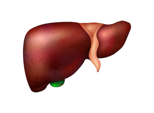 Vetor grátis composição realista de anatomia de órgãos internos humanos com imagem isolada de ilustração vetorial de fígado