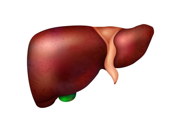 Vetor grátis composição realista de anatomia de órgãos internos humanos com imagem isolada de ilustração vetorial de fígado