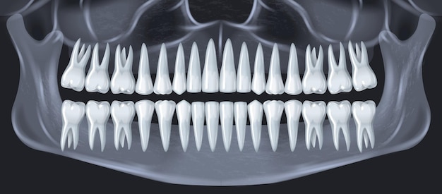 Vetor grátis conceito de anatomia dental de dentes humanos com ilustração realista de raio-x de mandíbula