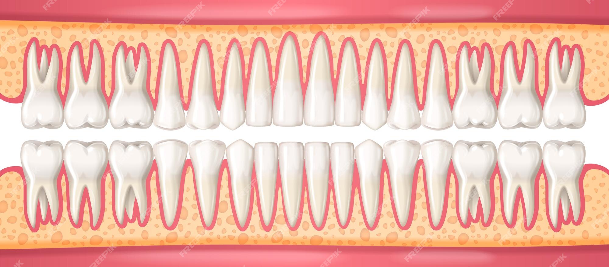 Homem Mandíbula Ou Maxilar Osso Com Os Dentes Vista Anterior Ou Frontal  Anatomicamente Precisa Isolado No Fundo Branco 3D Renderização Ilustração.  Anatomia, Medicina, Biologia, Conceito De Ciência. Foto Royalty Free,  Gravuras, Imagens