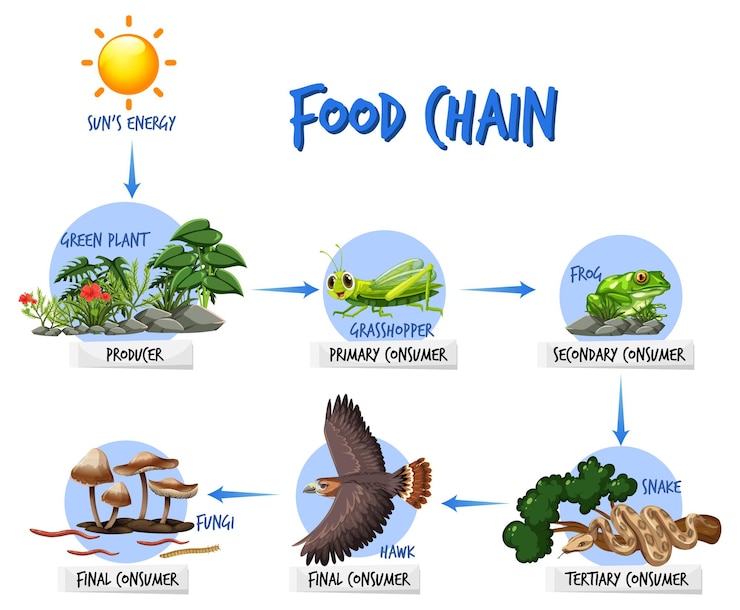 Vetor grátis conceito de diagrama de cadeia alimentar