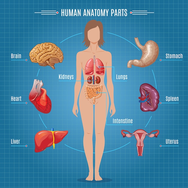 Vetor grátis conceito de infográfico de peças de anatomia humana