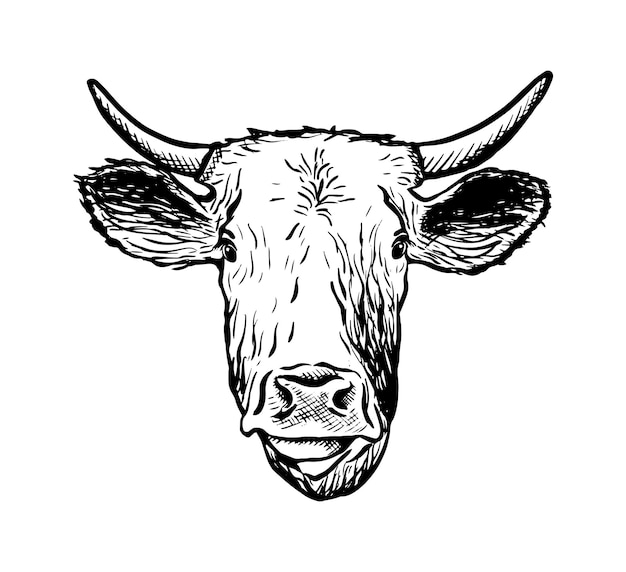 Ícone de mão desenhada de vetor Cabeça de vaca isolada no fundo branco