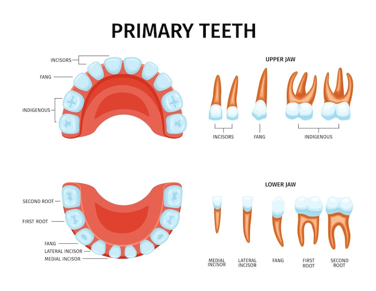 Vetor grátis conjunto de anatomia dos dentes de leite com ícones isolados dos maxilares superior e inferior com legendas de texto editáveis ilustração vetorial