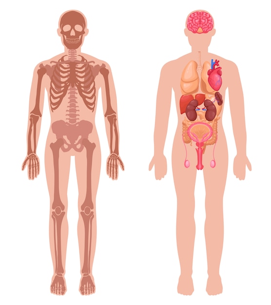 Vetor grátis conjunto de anatomia humana