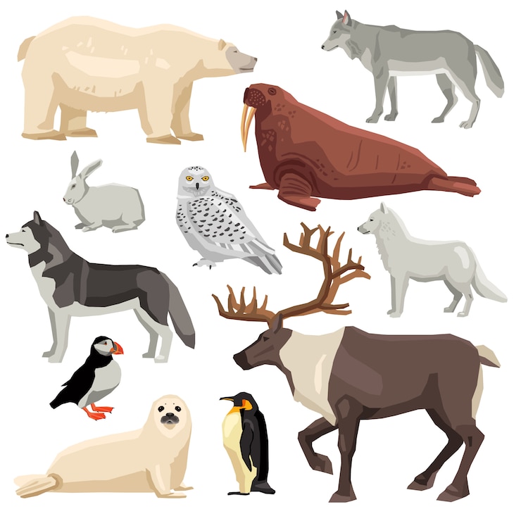 Vetor grátis conjunto de animais polares