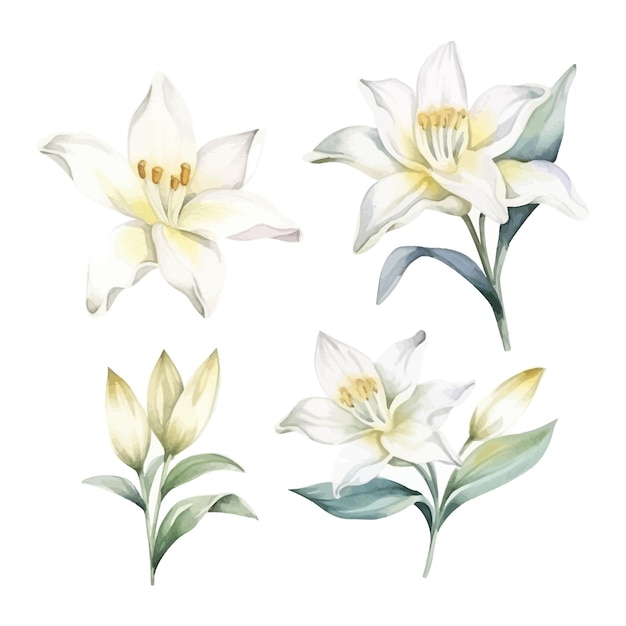 Vetor grátis conjunto de aquarela flor de baunilha com fundo branco