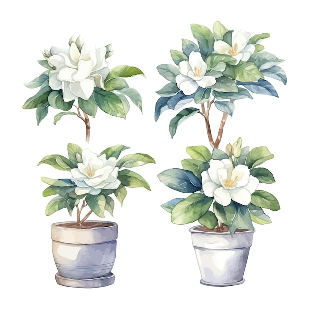 Vetor grátis conjunto de aquarelas de árvores de flores gardenia clipart em vaso de flores de fundo branco