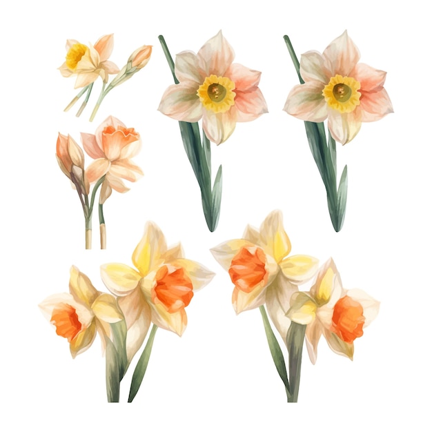 Vetor grátis conjunto de aquarelas flores de narcisos clipart fundo branco