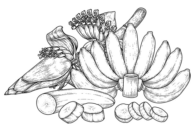 Conjunto de banana fruta e esboço desenhado à mão de flor de bananeira