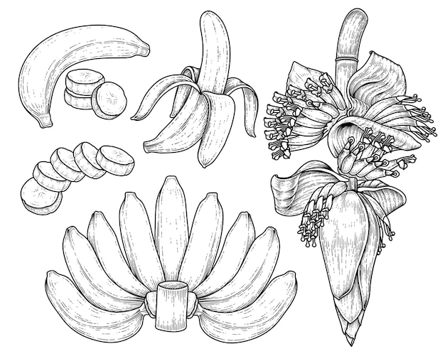 Conjunto de banana fruta e esboço desenhado à mão de flor de bananeira