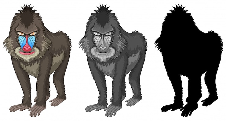Vetor grátis conjunto de caracteres de babuíno de mandril