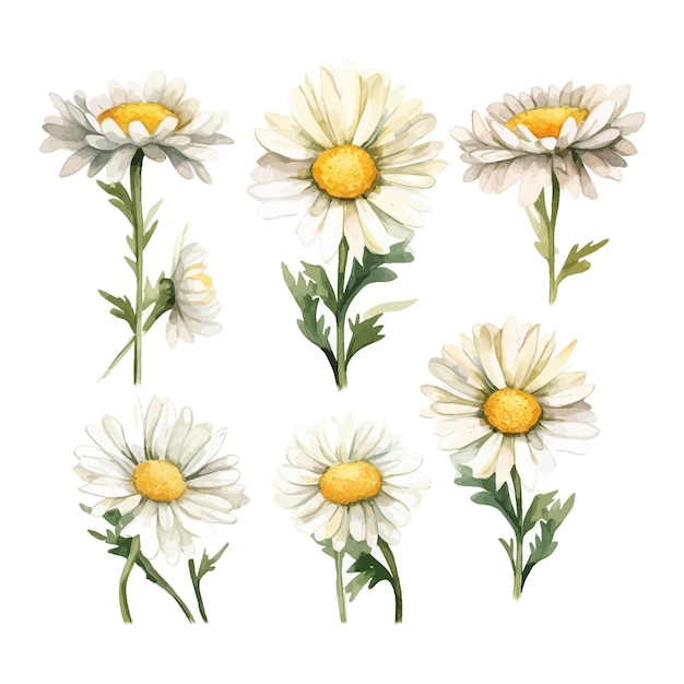 Vetor grátis conjunto de clipart de flores margaridas em aquarela