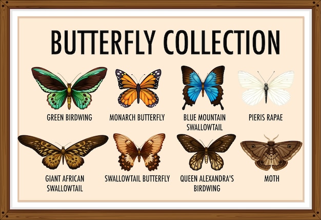 Vetor grátis conjunto de coleção de borboletas