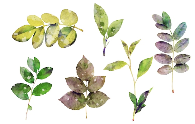 Vetor grátis conjunto de coleta de folhas de plantas em aquarela