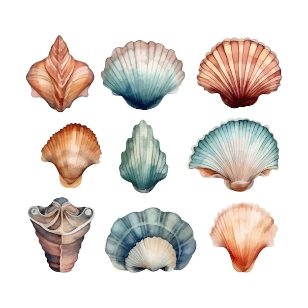 Conjunto de conchas aquarela em ilustração isolada do mar clipart