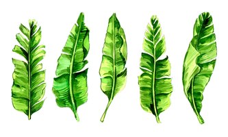 Vetor grátis conjunto de desenho aquarela de folha de bananeira verde