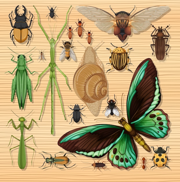Conjunto de diferentes insetos no fundo do papel de parede de madeira