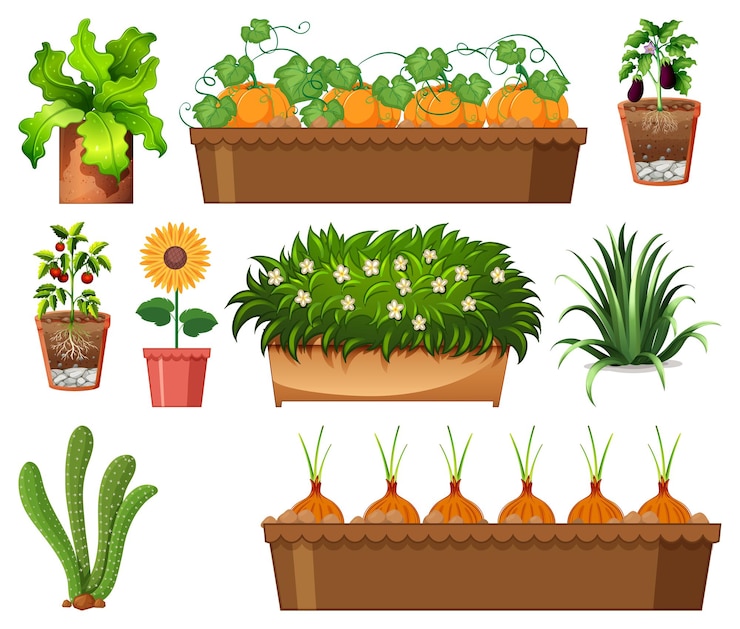 Vetor grátis conjunto de diferentes plantas em vasos isolados no branco
