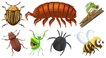 Conjunto de diferentes tipos de insetos