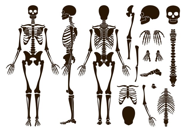 Conjunto de elementos de estrutura de esqueleto de ossos humanos