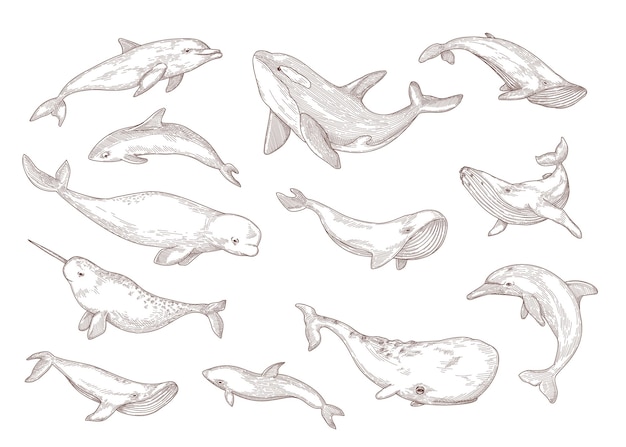 Conjunto de espécies de baleias isoladas com ilustrações desenhadas à mão