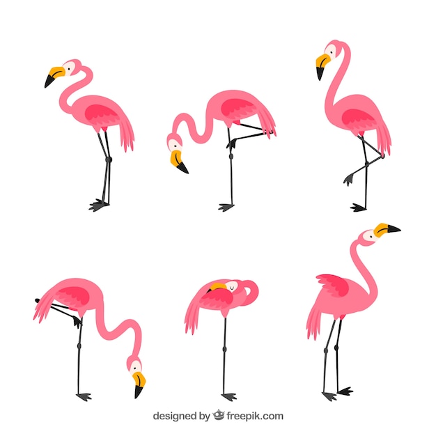 Vetor grátis conjunto de flamingos cor de rosa com diferentes posturas