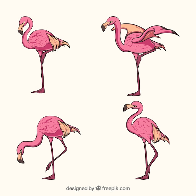 Vetor grátis conjunto de flamingos cor de rosa com diferentes posturas