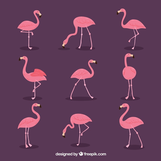 Vetor grátis conjunto de flamingos cor de rosa com diferentes posturas