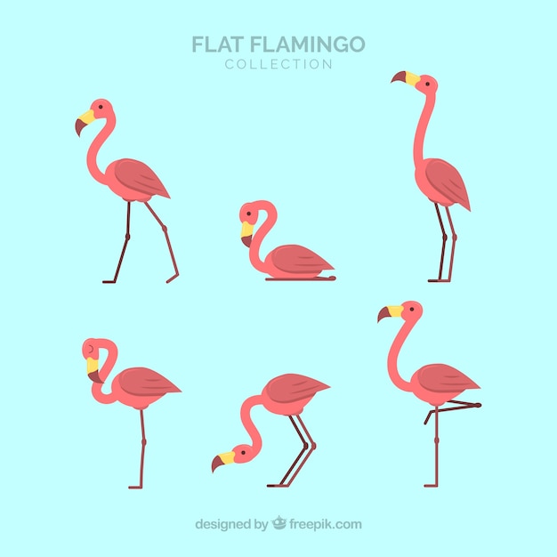 Vetor grátis conjunto de flamingos cor de rosa com poses diferentes