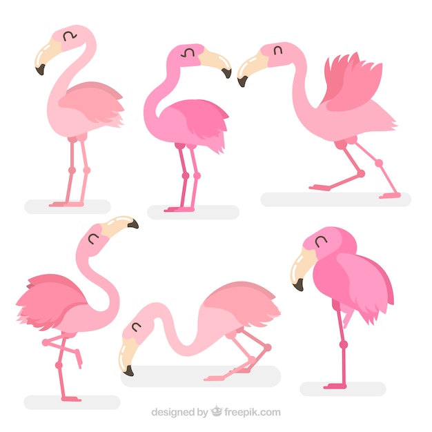 Vetor grátis conjunto de flamingos cor de rosa com poses diferentes