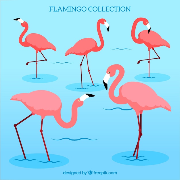 Conjunto de flamingos cor de rosa com poses diferentes