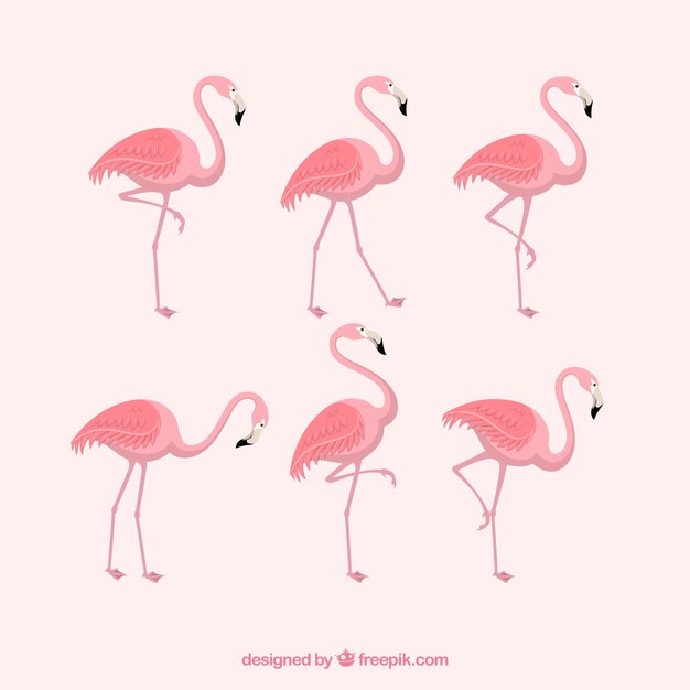 Conjunto de flamingos cor de rosa com poses diferentes