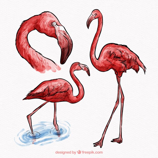 Conjunto de flamingos em diferentes posturas